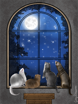 ferrets looking at the moon poster