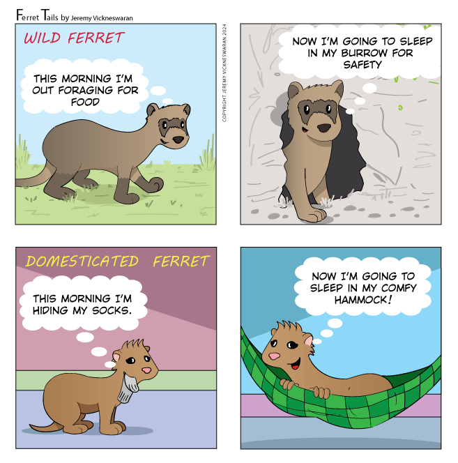 ferret tails November Week 3 cartoon 2024 