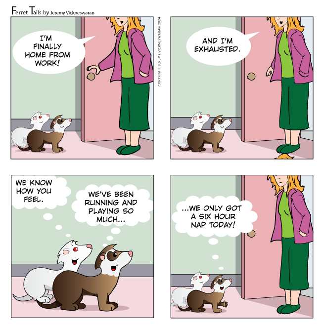 ferret tails November Week 4 cartoon 2024 